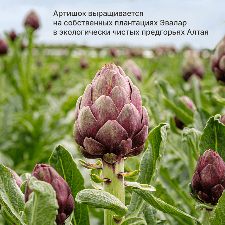 Хофицин Эвалар 200 мг таблетки 60 шт